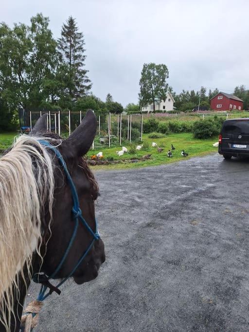 Privat Leilighet Pa Gard Med Badstue Og Nordlys Нарвик Екстериор снимка