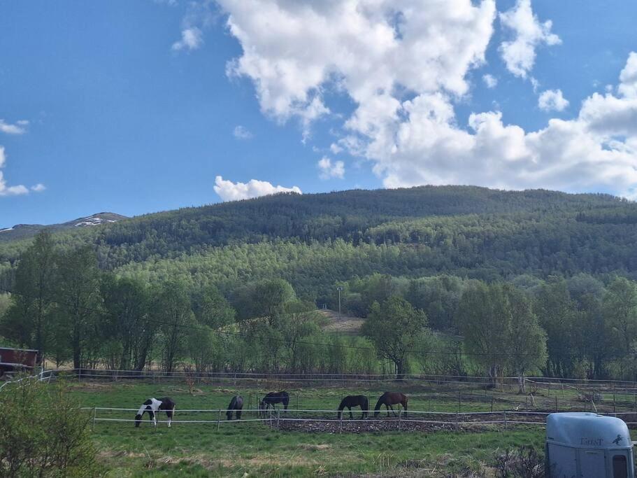 Privat Leilighet Pa Gard Med Badstue Og Nordlys Нарвик Екстериор снимка