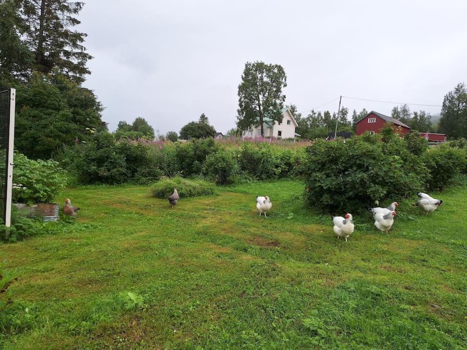 Privat Leilighet Pa Gard Med Badstue Og Nordlys Нарвик Екстериор снимка