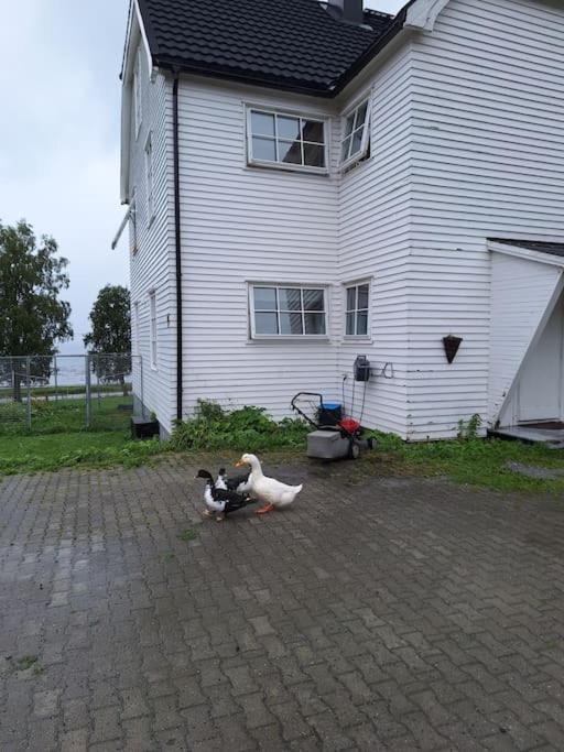 Privat Leilighet Pa Gard Med Badstue Og Nordlys Нарвик Екстериор снимка