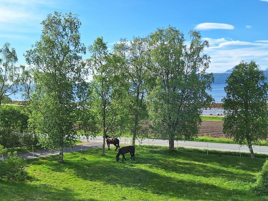 Privat Leilighet Pa Gard Med Badstue Og Nordlys Нарвик Екстериор снимка